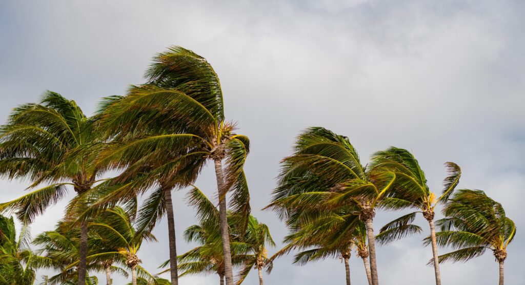 Palm tree in windy weather
